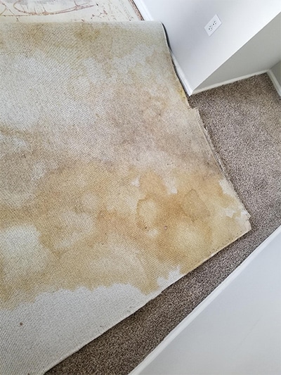 Pet Stain and Odor Removal Services in Denver